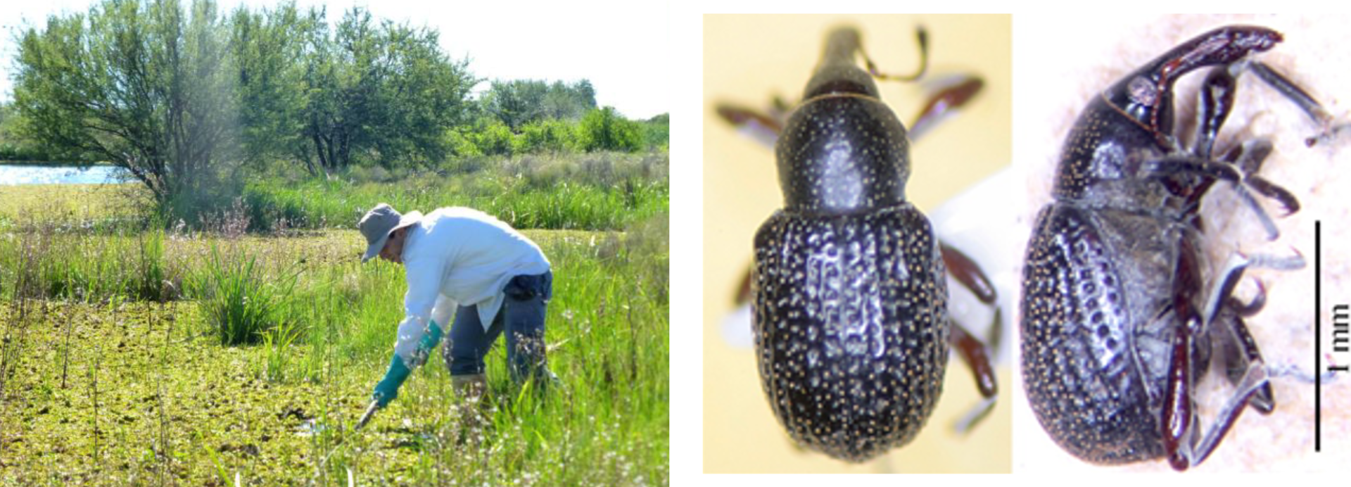 Left: Collecting Salvinia samples in Argentina. Right: Adult Salvinia weevil